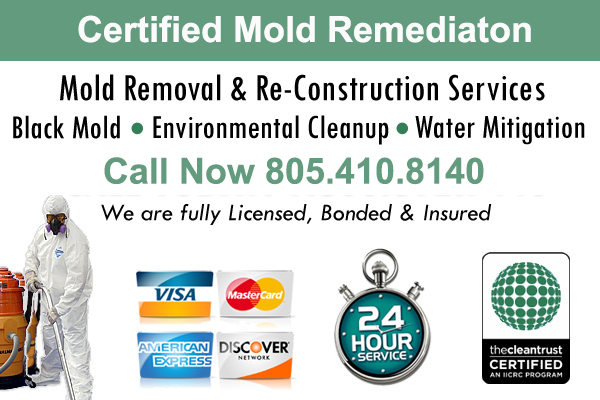 Santa Paula Mold Remediation 